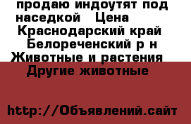 продаю индоутят под наседкой › Цена ­ 120 - Краснодарский край, Белореченский р-н Животные и растения » Другие животные   